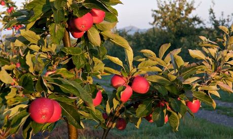 Apple orchard