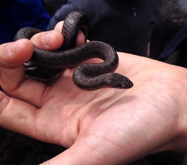 'Smooth Snake at Arne.'