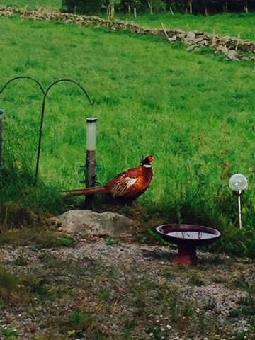 Pheasant at bird feeder - Aberdeenshire