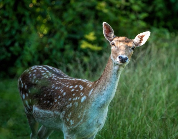 Fallow deer drops into our garden