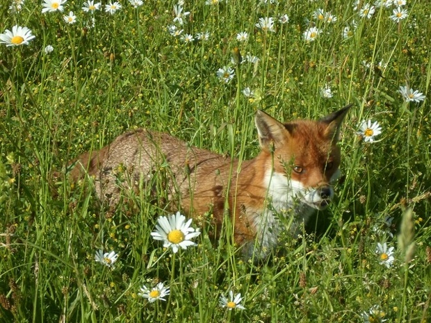 A fox amid daisies at Kew Gardens