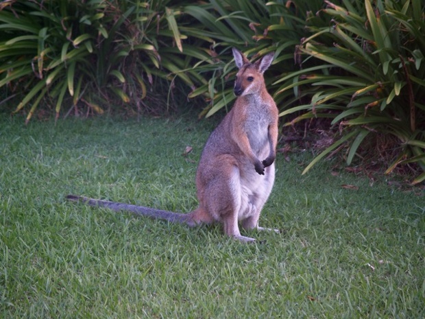 Wallaby in the front garden