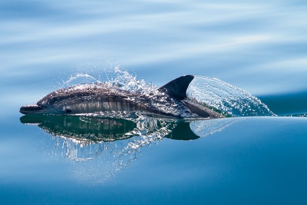Common dolphin photographed off the coast of Pembrokeshire this week