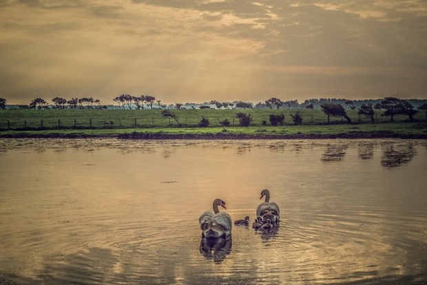 Jemimah and Issac with their cygnets