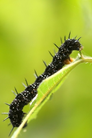 Peacock butterfly caterpillar feeds on a stinging nettle