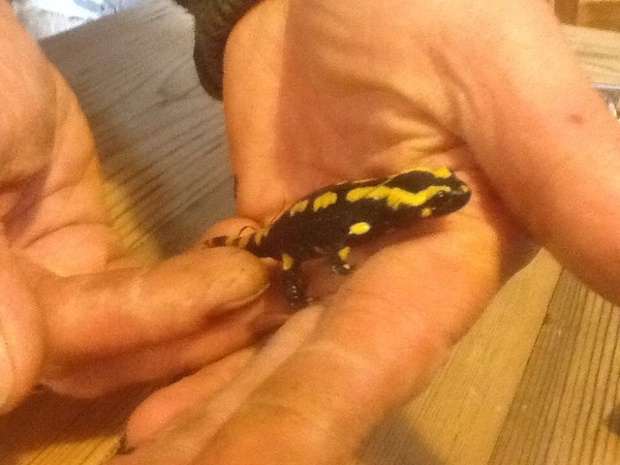 A beautiful golden salamander found in the wood pile