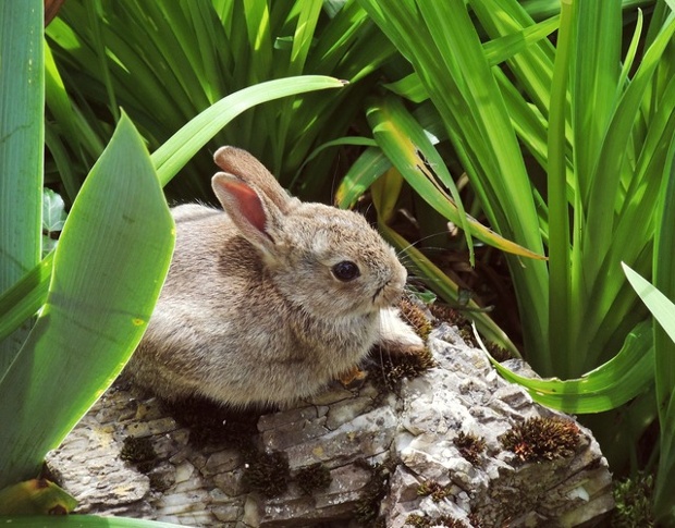 A young rabbit resting in my garden