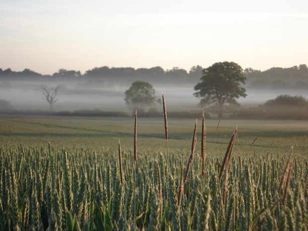 Countryside Morning
