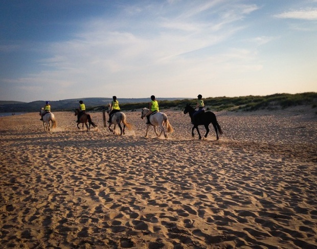 Horses on the studland beach in dorset