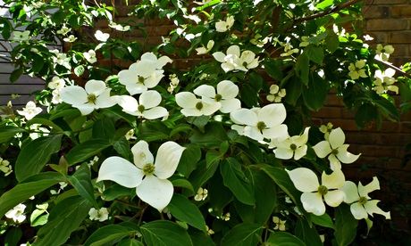 A cluster of flowering Cornus 'Gloria Birkett' near a brick wall