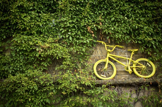 A yellow bicycle mingles amongst the ivy of a cottage on route two in Haworth