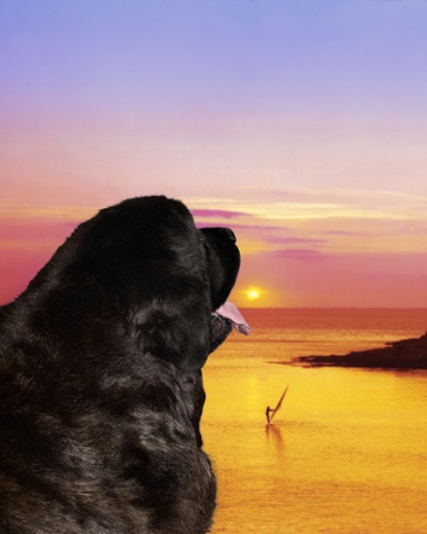 She's Out Of My Life, Series Best Friend of a Dog, 2013.  Series produced at the BMW residence at musée Niépce in Chalon-sur-Saône. Courtesy of the artists.).