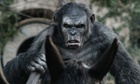 Dawn Of The Planet Of The Apes