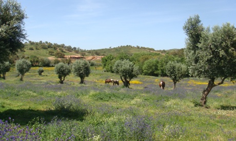 Herdade da Nespereira, Alentejo.