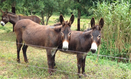 Donkeys at Burros & Artes, Portugal