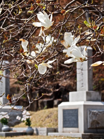 5 Dongjak (National Cemetery) – Magnolias bloom in Seoul National Cemetery.  Green space is at a premium in Seoul, so despite being the final resting place of presidents, independence activists, and soldiers, it’s also a popular urban retreat, particularly in spring when its hundreds of cherry trees blossom.