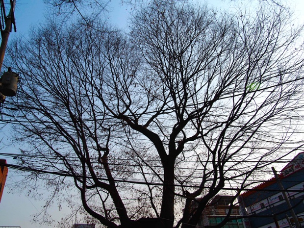 16 Munjeong (Zelkova Trees) – Sometimes thought of as a barren expanse of concrete, Seoul has in fact made great efforts in recent years to add parkland and carve out green space amid its apartment blocks and office towers. This zelkova tree is believed to be over 500 years old and was designated a protected tree by the government.