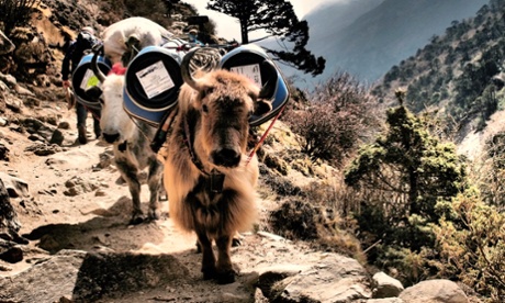 Everest base camp trek: yaks carry supplies