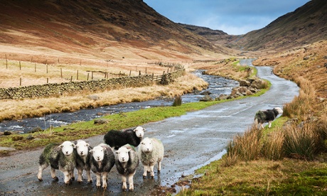 Motorists give way to native Herdwicks at Wrynose Bottom