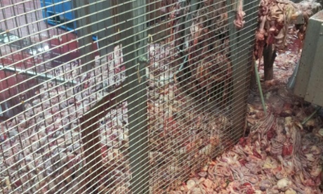 Chicken offal on the abattoir floor.