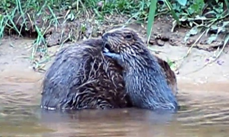 Wild beaver in Devon
