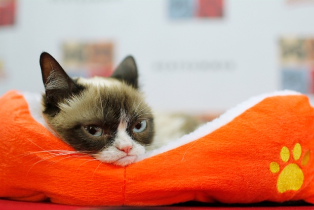 Grumpy Cat looks suitably grumpy as she attends a video launch party in New York