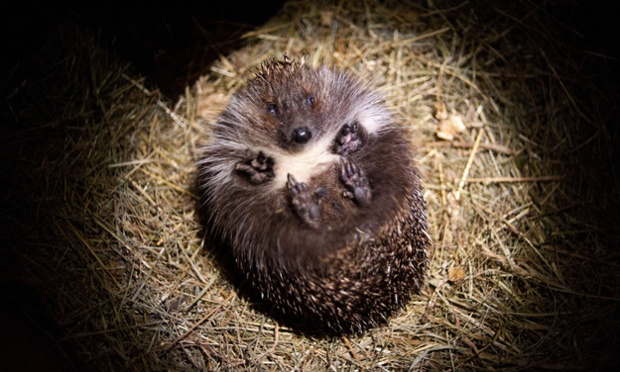Cute animal picture of the day comes courtesy of the Kuziomski Igliwiak Foundation care centre for hedgehogs in Krakow, Poland, where they take care of sick and injured hedgehogs.