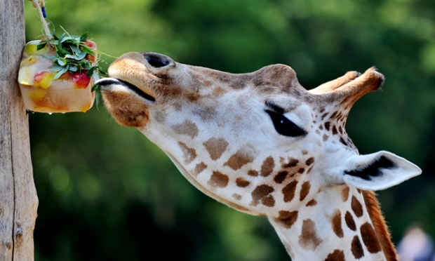 A giraffe London Zoo cools off with a fruit ice block as temperatures across many southern parts of England are expected to top 30C today.