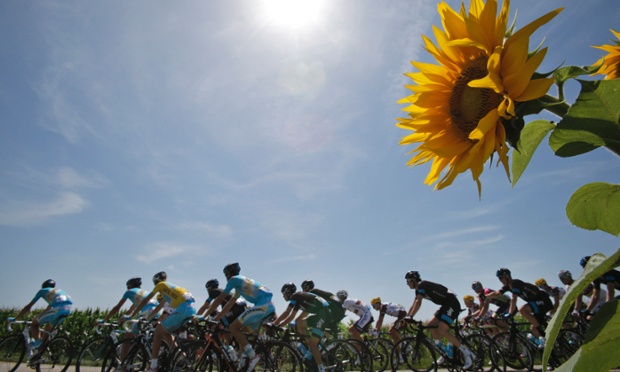 The pack with Italy's Vincenzo Nibali, wearing the overall leader's yellow jersey, passes a field with sunflowers during the thirteenth stage of the Tour de France.
