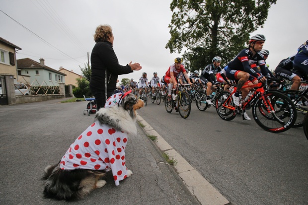 A dog, wearing the best climber's dotted jersey, sits roadside as its owner applauds the passing pack of riders during the seventh stage of the Tour de France cycling race over 234.5 kilometers (145.7 miles) with start in Epernay and finish in Nancy, France