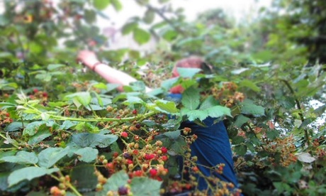 Man picking blackberries in a garden 