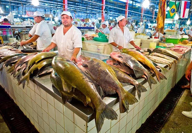 'The fish market in Manaus is HUGE ,as are the fish. There are many towns on the Amazon, and each seems to have very a large fish market. It's hard to believe the Amazon can sustain this level of fishing daily. The market here stretches almost as far as the eye can see.'