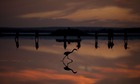 A flamingo chick wades in the Fuente de Piedra lake 