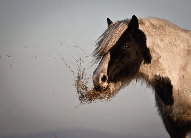 Munch: Couldn't resist pulling over by a field to take a snap of this lovely horse