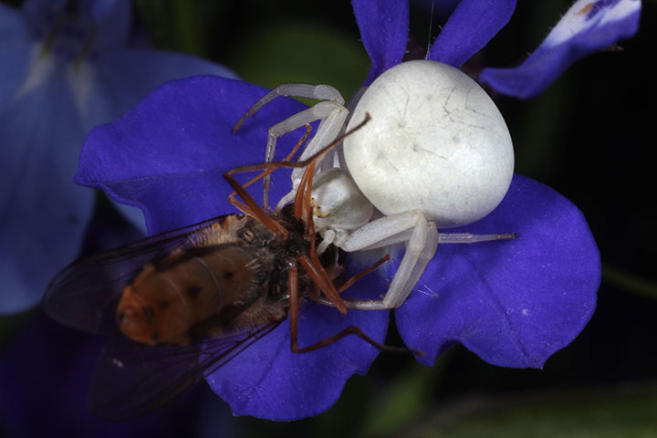 Munch: Crab spider with lunch