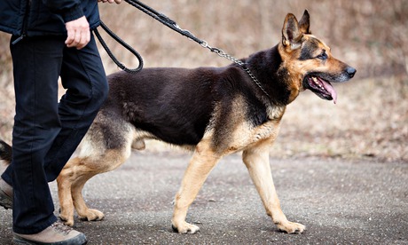 German shepherd