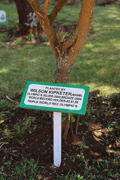 Brother Colm: Wilson Kipketer's tree