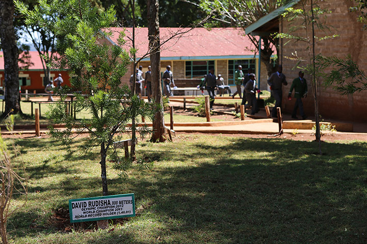 Brother Colm: David Rudisha's tree 