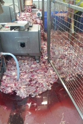 Poultry offal piles up during a pump system failure at the 2 Sisters factory in Anglesey.