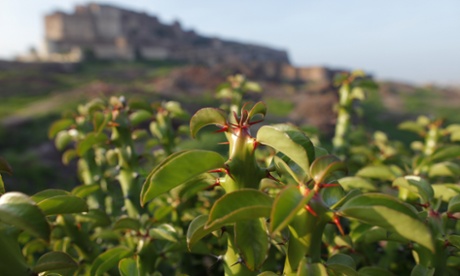 Euphorbia caducifolia with Mehrangarh Fort in background, Rajasthan, India.
