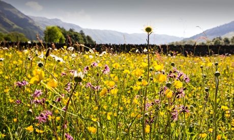 George Monbiot blog : Wild Flower Hay Meadows Seen At Lake District National Park, England