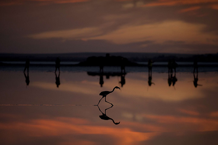 20 photos: a young flamingo on lake Fuente de Piedra 