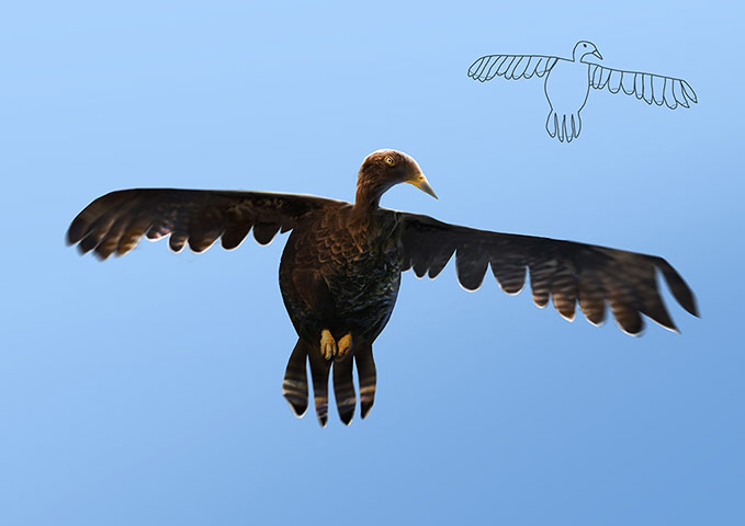 Telmo Miel drawings: Telmo Miel drawings Kiddie Arts