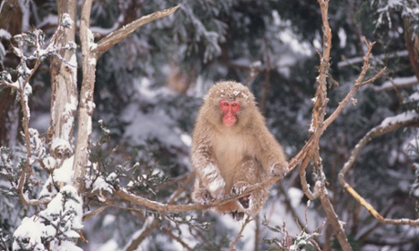 Japanese Macaque Perched on Tree