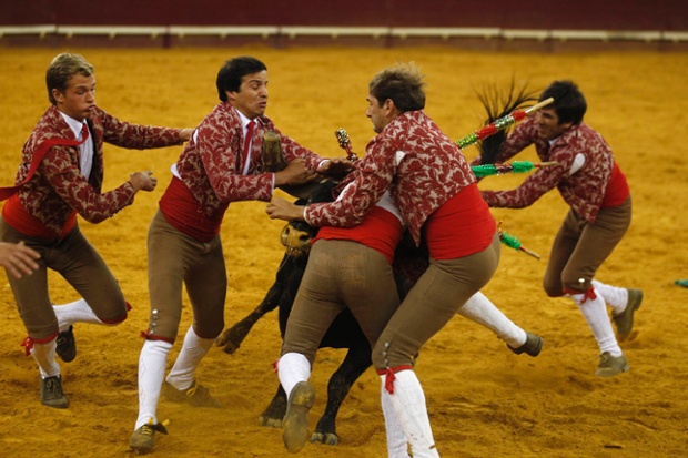 Members of Vila Franca forcados group perform during a bullfight at Campo Pequeno bullring in Lisbon. Forcados are traditional Portuguese bullfighters who catch bulls with their bare hands.