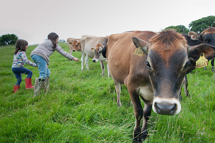 National Trust Loulli: National Trust: Elena and Sophia playing with cows