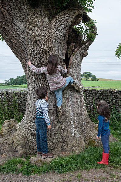 National Trust Loulli: National Trust: Sophia climbing a tree as her brother and sister look on