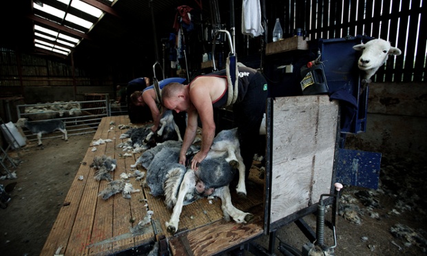 Mark Fox and his team shearing 850 Swaledale and Herdwick sheep - at a rate of 50 per hour each - at Turner Hall Farm in Seathwaite, Cumbria.