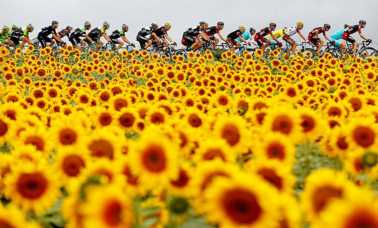 Best TDF 2014: riding through the sunflowers, here near Belmont during the 19th stage.