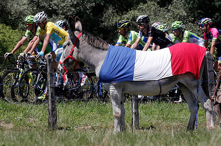Watching the TDF2014: No animal by the race route can be safe frrom the enthusiasts of 